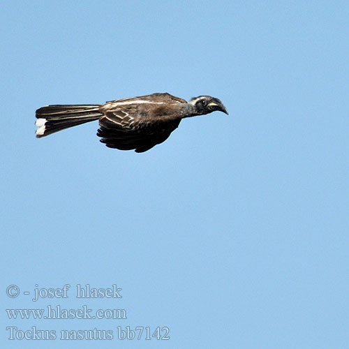 African Grey Hornbill Grå Toko Harmaatoko Calao bec noir Grijze Tok Bucero grigio africano Grautoko Toko nosaty Zoborožec Toko šedý Toco Piquinegro Grå hornskata Grysneushoringvoël Серый токо ハイイロコサイチョウ Tockus nasutus