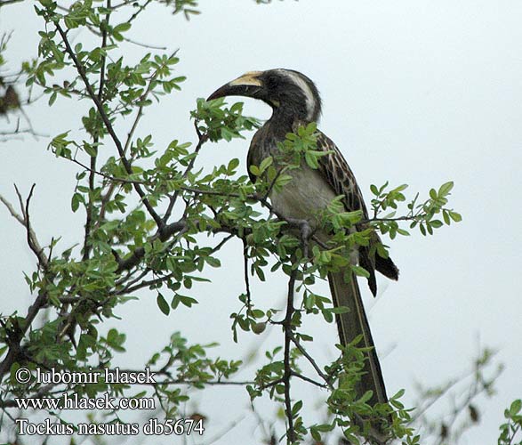 Tockus nasutus African Grey Hornbill Grå Toko harmaatoko Calao bec noir Grijze Tok Bucero grigio africano Grautoko Toko nosaty Zoborožec Toko šedý Toco Piquinegro Grå hornskata Grysneushoringvoël Grysneushoringvoël Серый токо ハイイロコサイチョウ