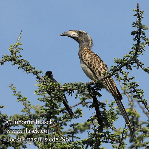 Tockus nasutus ed8296