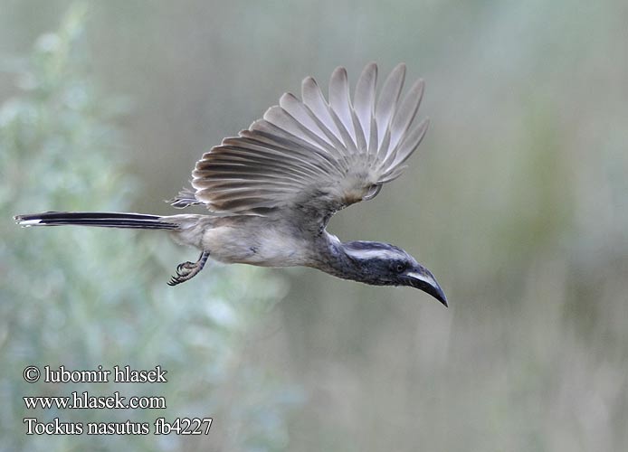 Grautoko Toko nosaty Zoborožec Toko šedý Toco Piquinegro Grå hornskata Grysneushoringvoël Серый токо ハイイロコサイチョウ Tockus nasutus African Grey Hornbill Grå Toko Harmaatoko Calao bec noir Grijze Tok Bucero grigio africano