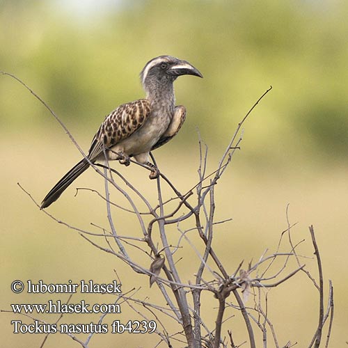 Zoborožec Toko šedý Toco Piquinegro Grå hornskata Grysneushoringvoël Серый токо ハイイロコサイチョウ Tockus nasutus African Grey Hornbill Grå Toko Harmaatoko Calao bec noir Grijze Tok Bucero grigio africano Grautoko Toko nosaty