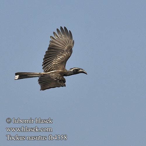 Toco Piquinegro Grå hornskata Grysneushoringvoël Серый токо ハイイロコサイチョウ Tockus nasutus African Grey Hornbill Grå Toko Harmaatoko Calao bec noir Grijze Tok Bucero grigio africano Grautoko Toko nosaty Zoborožec Toko šedý