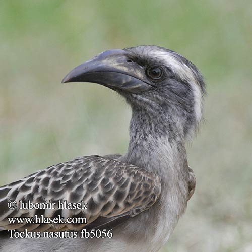 Grysneushoringvoël Серый токо ハイイロコサイチョウ Tockus nasutus African Grey Hornbill Grå Toko Harmaatoko Calao bec noir Grijze Tok Bucero grigio africano Grautoko Toko nosaty Zoborožec Toko šedý Toco Piquinegro Grå hornskata