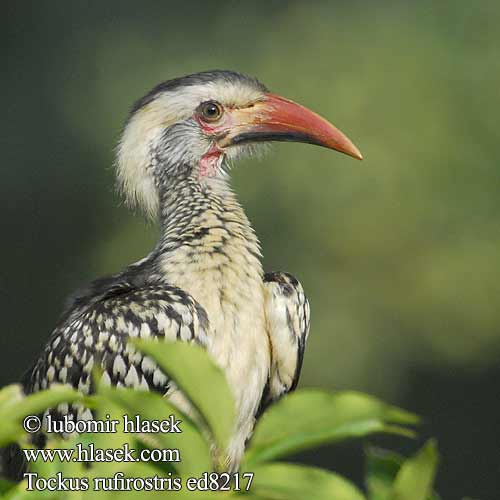 Tockus rufirostris Buceros Southern Red-billed Hornbill Rotschnabeltoko Calao Afrique Sud Calau bico vermelho Rooibekneushoringvoël Rukoko Goto Kôrwê Nkorho umKholwane