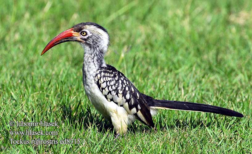 Rotschnabeltoko Calao Afrique Sud Calau bico vermelho Rooibekneushoringvoël Rukoko Goto Kôrwê Nkorho umKholwane Tockus rufirostris Buceros Southern Red-billed Hornbill