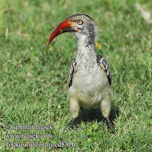 Rooibekneushoringvoël Rukoko Goto Kôrwê Nkorho umKholwane Tockus rufirostris Buceros Southern Red-billed Hornbill Rotschnabeltoko Calao Afrique Sud Calau bico vermelho