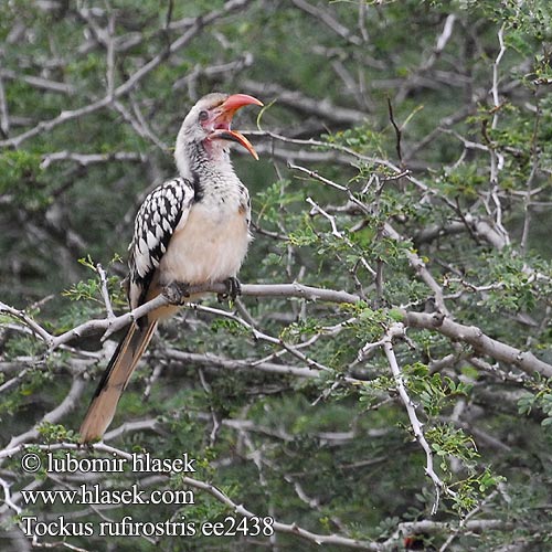 Buceros rufirostris Tockus Southern Red-billed Hornbill Rotschnabeltoko Calao Afrique Sud Calau bico vermelho Rooibekneushoringvoël Rukoko Goto Kôrwê Nkorho umKholwane