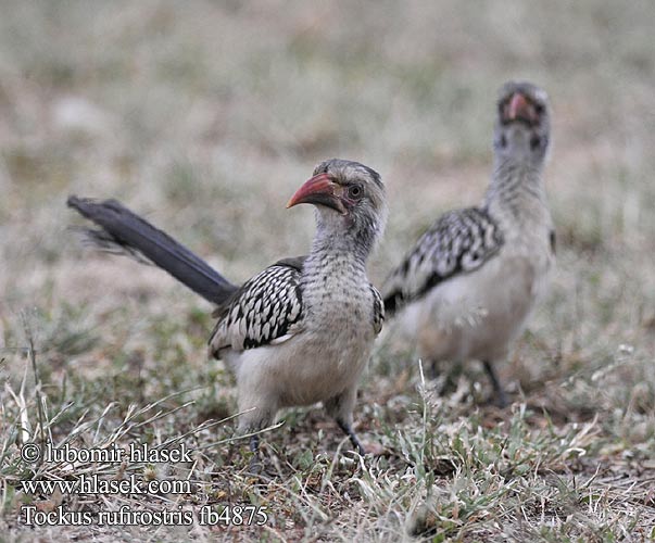 Southern Red-billed Hornbill Rotschnabeltoko Calao Afrique Sud Calau bico vermelho Rooibekneushoringvoël Rukoko Goto Kôrwê Nkorho umKholwane Buceros rufirostris Tockus