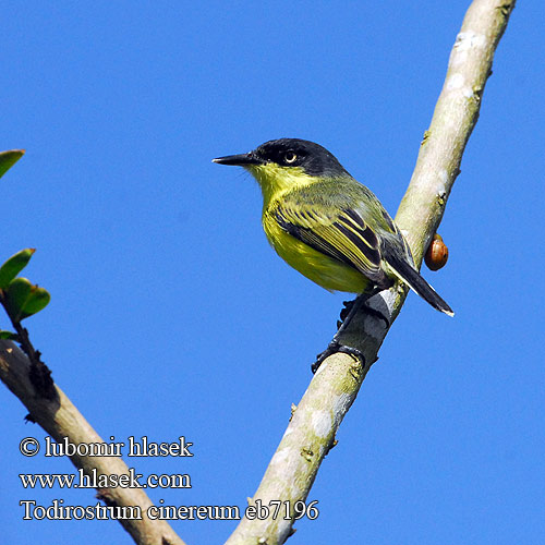 Todirostrum cinereum Tyránek obecný ploskozobý Almindelig Todityran Graugelb-Todityrann Common Tody-Flycatcher Tody Flycatcher Titirijí Común lomicenizo Espatulilla amarilla amarillo Nokinäpsy Becco todo cinereo ハシナガタイランチョウ Geelbuikschoffelsnavel Geelbuik-schoffelsnavel Gjøglertodityrann Klinodziobek szary Relógio ferreirinho Sebinho Мухоловка-тоди