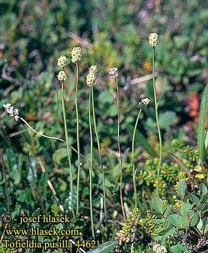 Tofieldia pusilla