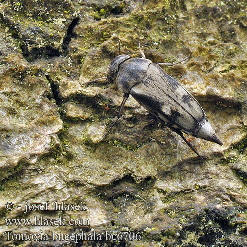 Tomoxia bucephala Томоксия бычеголовая Hrotnář hedvábný Toplettet brodbille Tvåfläckig tornbagge Tumbling Flower beetle Breitköpfiger Stachelkäfer