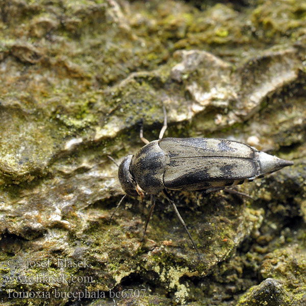 Tvåfläckig tornbagge Tumbling Flower beetle Breitköpfiger Stachelkäfer Tomoxia bucephala Томоксия бычеголовая Hrotnář hedvábný Toplettet brodbille