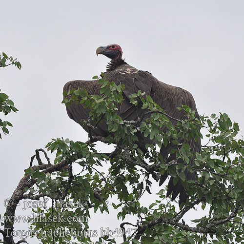 Torgos tracheliotus Aegypius tracheliotos Lappet-faced Vulture African Black King Sup královsky ušatý Swartaasvoël Tumbusi Ngusha Bibing Koti Isilwangangubo iNqe Øregrib Buitre Orejudo Voltor torgos Vautour oricou Korvakorppikotka Avvoltoio orecchiuto Torgo ミミヒダハゲワシ  Oorgier Sep uszaty Abutre-real Африканский ушастый гриф Örongam Golouhi jastreb Sarkık yanaklı akbaba Øregribb עזנית הנגב