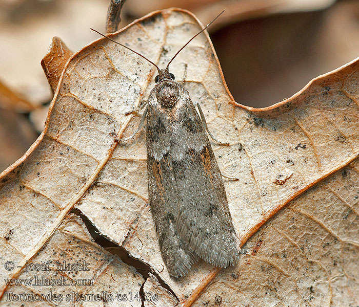 Tortricodes alternella Obaleč předjarní Winter Shade