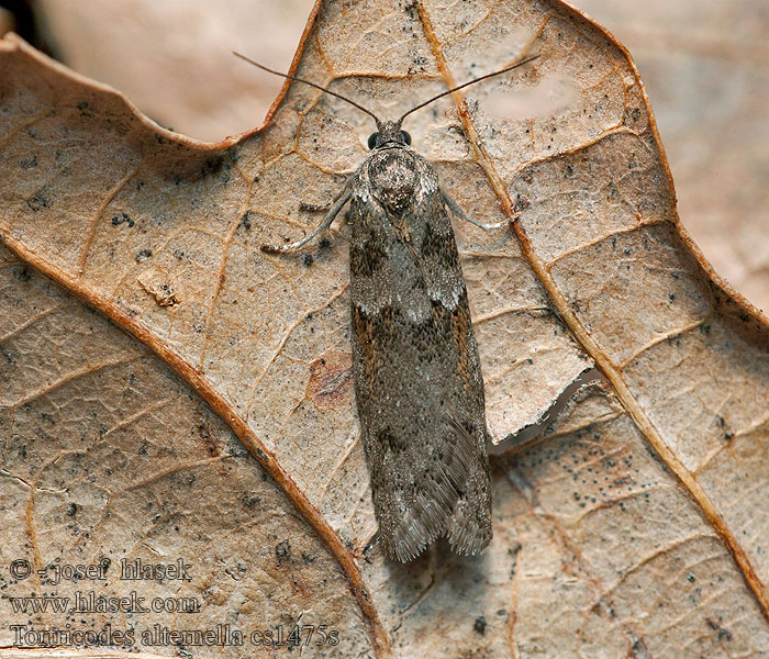 Tortricodes alternella Obaľovač jarný Листовёртка дубовая ранняя