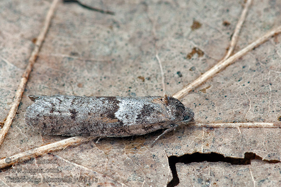 Tortricodes alternella