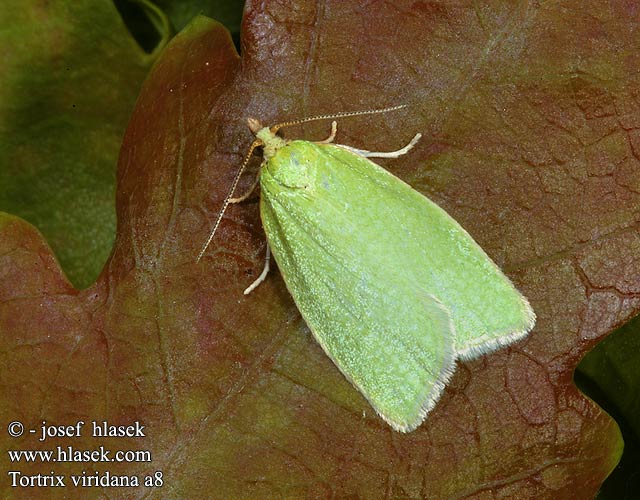 Tortrix viridana Obaleč dubový Grüner Eichenwickler