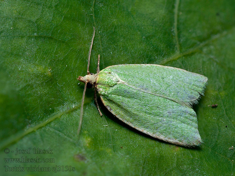 Tortrix viridana