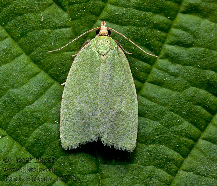 Tortrix viridana