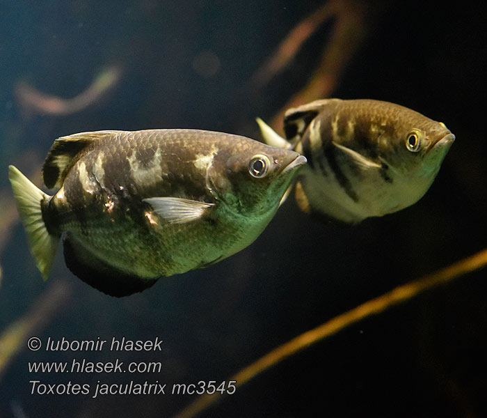 Toxotes jaculatrix Banded archerfish Stříkoun lapavý