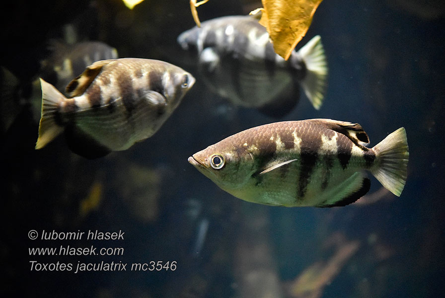 Toxotes jaculatrix Schützenfisch Strzelczyk indyjski