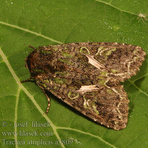 Trachea atriplicis Blýskavka lebedová Agatówka łobodnica