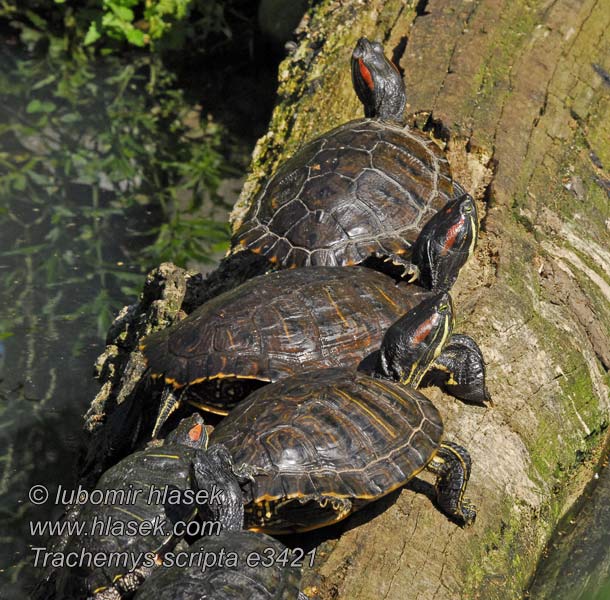 Trachemys scripta Tortue Floride Želva nádherná Красноухая черепаха