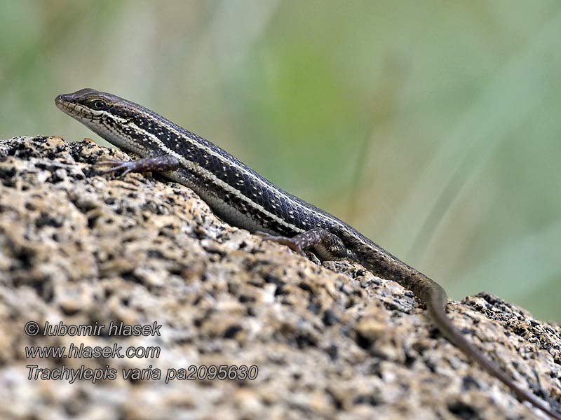 Trachylepis varia Variable skink