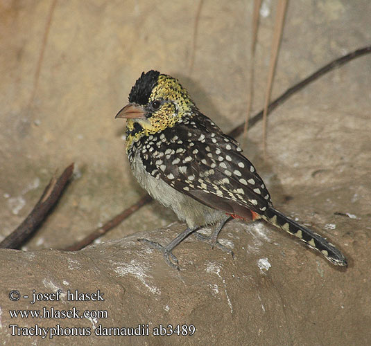 Trachyphonus darnaudii Vousák senegalský východoafrický Perlák chocholatý D'Arnaud's Barbet Baardvogel skægfugl Barbudo Barbuto D'Arnaud Трахифонус д'Арнауда Perleskægfugl Barbican d'Arnaud Maaseppä ゴマフオナガゴシキドリ Darnauds Bartvogel Brodal czarnogardły