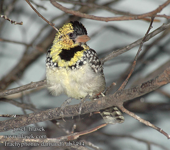 D'Arnaud's Barbet Baardvogel skægfugl Barbudo Barbuto D'Arnaud Трахифонус д'Арнауда Perleskægfugl Barbican d'Arnaud Maaseppä ゴマフオナガゴシキドリ Darnauds Bartvogel Brodal czarnogardły Trachyphonus darnaudii Vousák senegalský východoafrický Perlák chocholatý