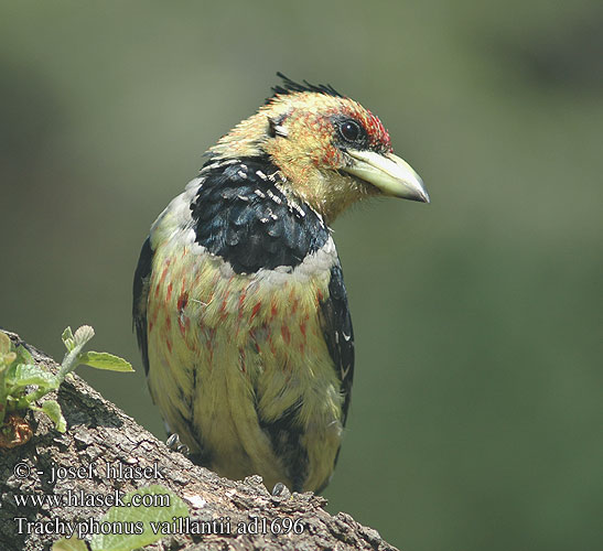 Trachyphonus vaillantii Crested Barbet Levaillant's Toppet Perleskægfugl Kirjoseppä Barbican promépic Druppelvlek baardvogel Schwarzrücken-Bartvogel Haubenbartvogel Vousák Levaillantův Barbudo Crestado Levaillant Kuifkophoutkapper Kopaope Хохлатый бородастик-трахифонус