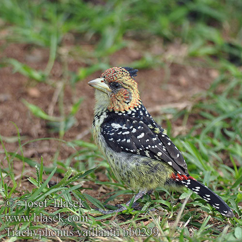 Trachyphonus vaillantii Crested Barbet Levaillant's Toppet Perleskægfugl Kirjoseppä Barbican promépic Druppelvlek baardvogel Schwarzrücken-Bartvogel Haubenbartvogel Vousák Levaillantův Barbudo Crestado Levaillant Kuifkophoutkapper Kopaope Хохлатый бородастик-трахифонус