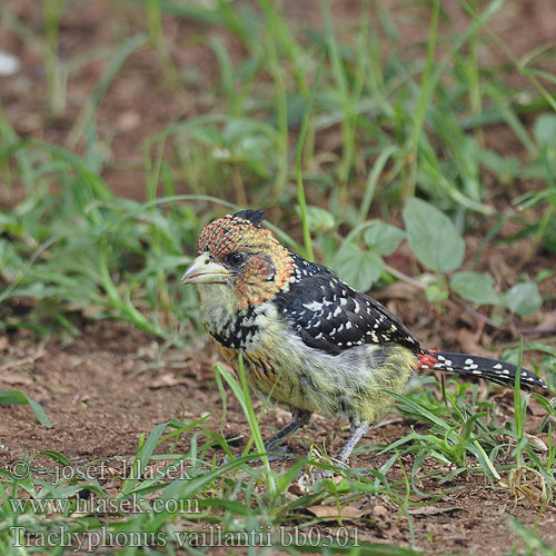 Trachyphonus vaillantii bb0301