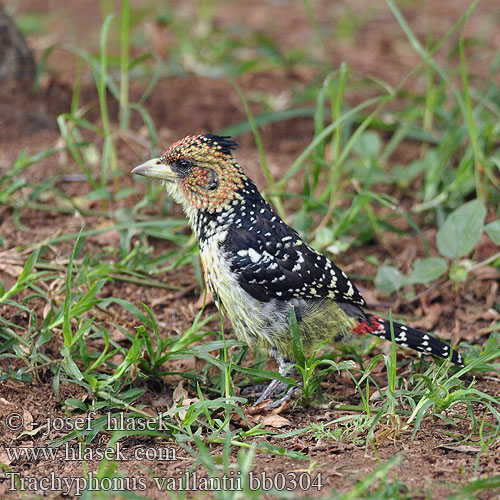 Druppelvlek baardvogel Schwarzrücken-Bartvogel Haubenbartvogel Vousák Levaillantův Barbudo Crestado Levaillant Kuifkophoutkapper Kopaope Хохлатый бородастик-трахифонус Trachyphonus vaillantii Crested Barbet Levaillant's Toppet Perleskægfugl Kirjoseppä Barbican promépic