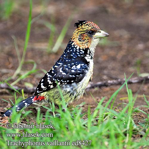 Kuifkophoutkapper Kopaope Хохлатый бородастик-трахифонус Trachyphonus vaillantii Crested Barbet Levaillant's Toppet Perleskægfugl Kirjoseppä Barbican promépic Druppelvlek baardvogel Schwarzrücken-Bartvogel Haubenbartvogel Vousák Levaillantův Barbudo Crestado Levaillant