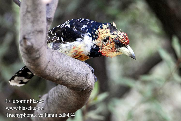 Crested Barbet Levaillant's Toppet Perleskægfugl Kirjoseppä Barbican promépic Druppelvlek baardvogel Schwarzrücken-Bartvogel Haubenbartvogel Vousák Levaillantův Barbudo Crestado Levaillant Kuifkophoutkapper Kopaope Хохлатый бородастик-трахифонус Trachyphonus vaillantii