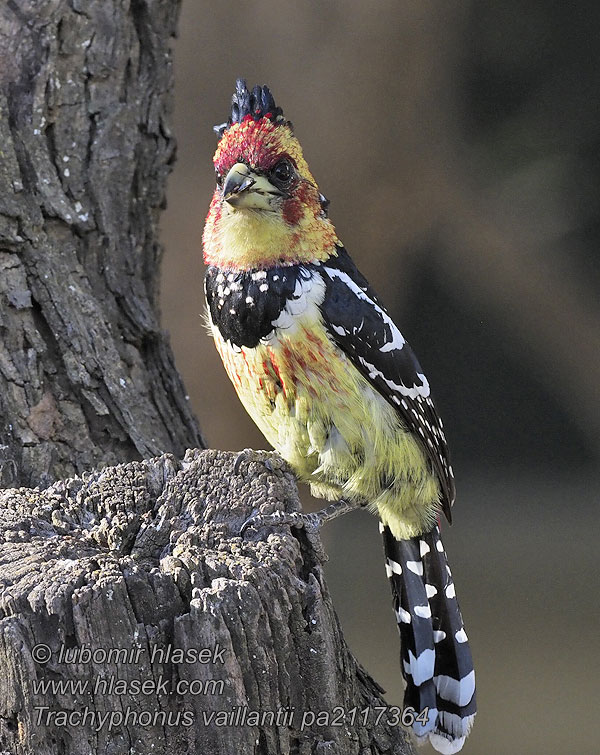 Trachyphonus vaillantii