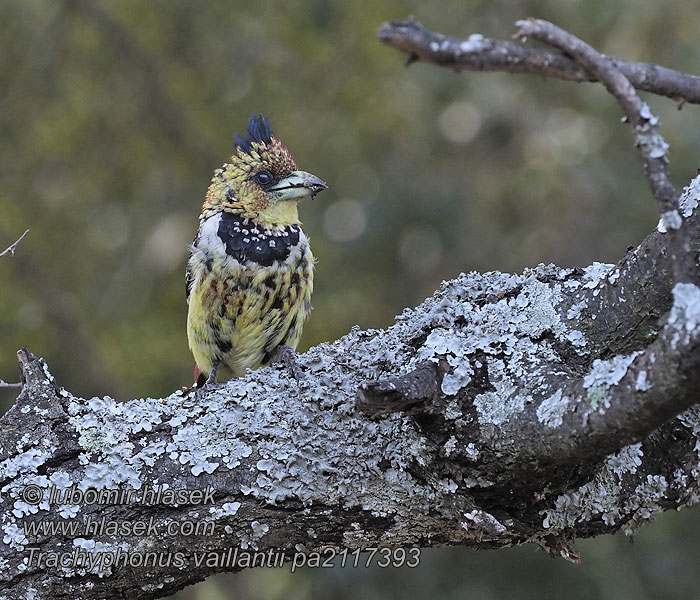 Trachyphonus vaillantii