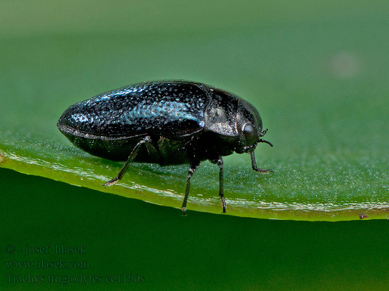 Trachys troglodytes