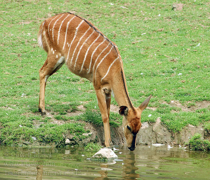 Tragelaphus angasi Nyala nížinná