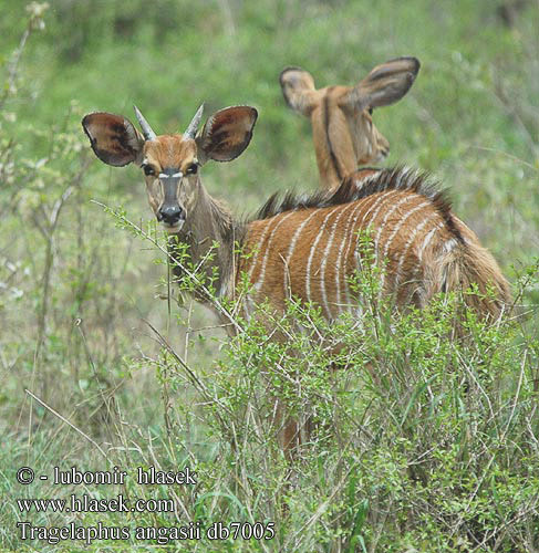 Tragelaphus angasii angasi Nyala Wetenschappelijk Niala grzywiasta Nyala nížinná Antílope nyala Njalo Njala קודו ניאלה ニアラ Nijala 安氏薮羚 安氏林羚 Лесной Ньяла Ниала
