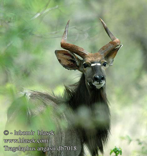 Tragelaphus angasii angasi Nyala Wetenschappelijk Niala grzywiasta Nyala nížinná Antílope nyala Njalo Njala קודו ניאלה ニアラ Nijala 安氏薮羚 安氏林羚 Лесной Ньяла Ниала