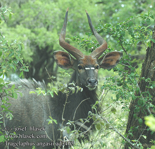 Tragelaphus angasii angasi Nyala Wetenschappelijk Niala grzywiasta Nyala nížinná Antílope nyala Njalo Njala קודו ניאלה ニアラ Nijala 安氏薮羚 安氏林羚 Лесной Ньяла Ниала