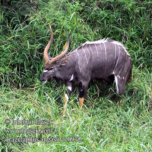 Tragelaphus angasii angasi Nyala Wetenschappelijk Niala grzywiasta