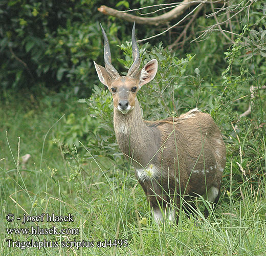 Tragelaphus scriptus Bushbuck Harnessed Antelope Chobe Bushbukk