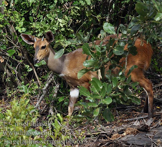 Tragelaphus scriptus bb6685