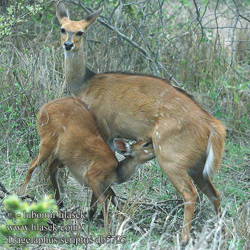 Gazelle front roux Guib harnaché Guib harnaché bosbok