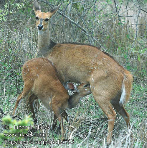 Tragelaphus scriptus db5725