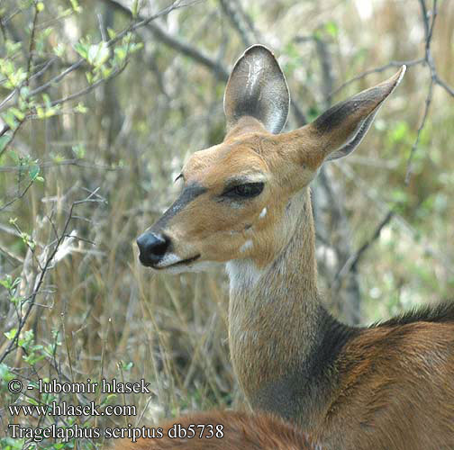 Gazelle front roux Guib harnaché Guib harnaché bosbok Bozóti bak