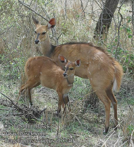 Tragelaphus scriptus db5740